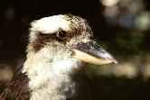 Kookuburra CloseUp