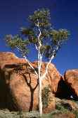 Devils Marbles Tree