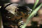 Monitor Lizard