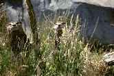 Otters