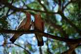 Parrots