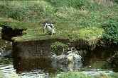 Penguin Diving