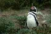 Penguin Yawn