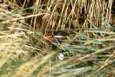 Rockhopper In Tussock