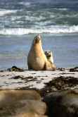 Seal Yoga