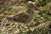 Falkland Islands