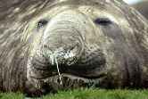 Snotty Nosed Elephant Seal