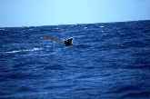 Sperm Whale