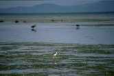 Stilt On Beach