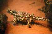 Thorny Devil