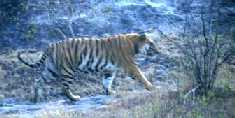 Tiger across Ravine