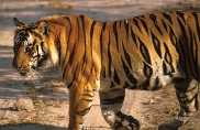 Bandhavgarh