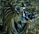 Tiger Cub