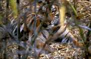Tigress