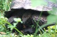 Giant Tortoise