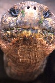 Giant Tortoise