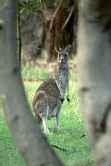 Kangaroo