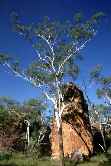Tree and Rock