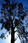 Tree Profile