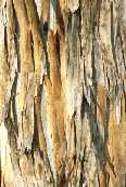 Tree Bark
