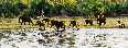 Elephants at Chobe