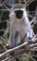 Maasai Mara - Others