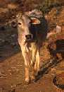 Village Cow