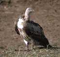Vulture