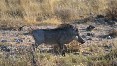Warthog
