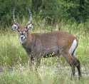 Waterbuck