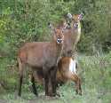 Waterbucks