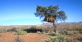 Weaver Bird Tree