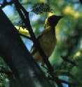 Weaver Bird