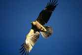 Wedge Tailed Eagle