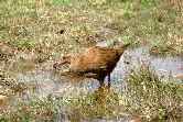 Weka