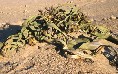 Welwitschia Plant