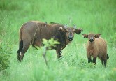 Buffalo