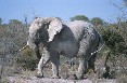 White Elephant