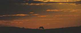 Wildebeest at Sunset