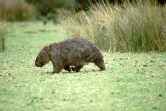 Wombat