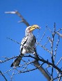 Yellow Billed Hornbill