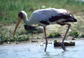 Yellow Billed Stork