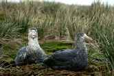 Young Giant Petrels