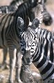 Zebras