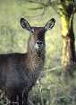 Waterbuck