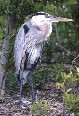 Heron