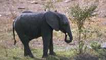 Baby Elephant