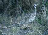 Bustard