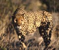Cheetah 3