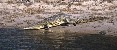 Crocodile
